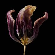 gedroogde tulp (tulipa denmark) 2-2012 4825